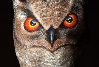Owl - Ph. Guido Daniele